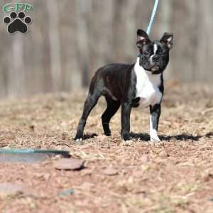 Buddy (Mini), Boston Terrier Puppy